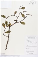 登錄號:BS04574藏品圖，第1張