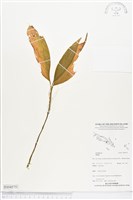 登錄號:BS04575藏品圖，第1張