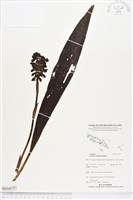 登錄號:BS04577藏品圖，第1張