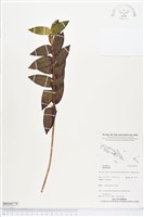 登錄號:BS04579藏品圖，第1張