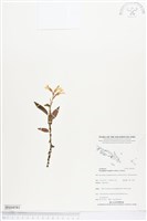 登錄號:BS04581藏品圖，第1張