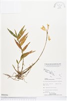 登錄號:BS04584藏品圖，第1張