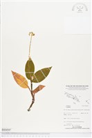 登錄號:BS04587藏品圖，第1張