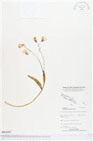 登錄號:BS04589藏品圖，第1張