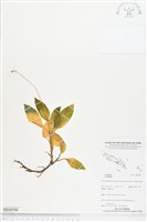 登錄號:BS04590藏品圖，第1張