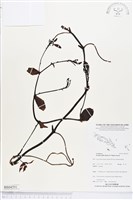 登錄號:BS04591藏品圖，第1張