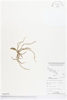 登錄號:BS04594藏品圖，第1張