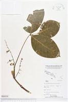 登錄號:BS04596藏品圖，第1張