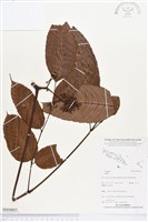 登錄號:BS04603藏品圖，第1張