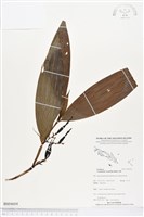 管花蘭藏品圖，第1張