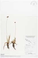 佛焰苞飄拂草藏品圖，第1張