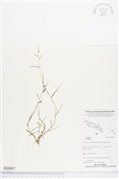 登錄號:BS04607藏品圖，第1張