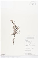 黃花過長沙舅藏品圖，第1張