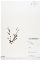 登錄號:BS04610藏品圖，第1張