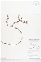 無柄田香草藏品圖，第1張