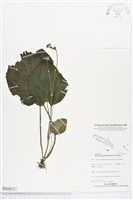 登錄號:BS04615藏品圖，第1張