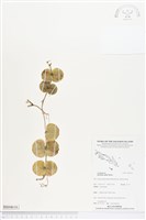 登錄號:BS04616藏品圖，第1張