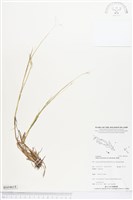 登錄號:BS04618藏品圖，第1張