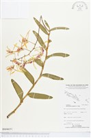 登錄號:BS04619藏品圖，第1張