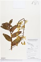 登錄號:BS04620藏品圖，第1張