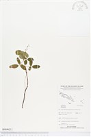 登錄號:BS04621藏品圖，第1張