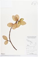 登錄號:BS04622藏品圖，第1張