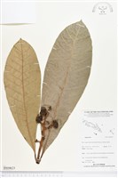 登錄號:BS04623藏品圖，第1張