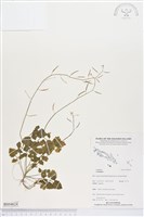 登錄號:BS04624藏品圖，第1張