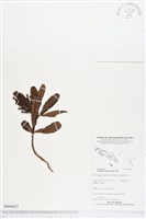 紅欖李藏品圖，第1張