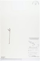 小鬼蘭藏品圖，第1張