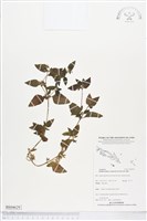 離藥金腰箭藏品圖，第1張