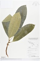 登錄號:BS04631藏品圖，第1張