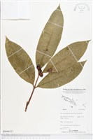 登錄號:BS04632藏品圖，第1張