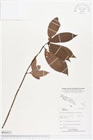 登錄號:BS04633藏品圖，第1張