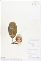 登錄號:BS04634藏品圖，第1張