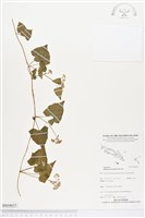 小花蔓澤蘭藏品圖，第1張