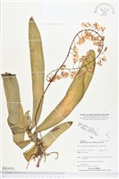 登錄號:BS04636藏品圖，第1張