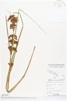 華克拉莎、一本芝藏品圖，第1張