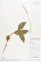 長橢圓葉伴蘭藏品圖，第1張