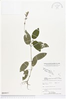 登錄號:BS04652藏品圖，第1張