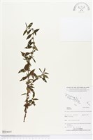 登錄號:BS04655藏品圖，第1張