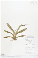 登錄號:BS04657藏品圖，第1張