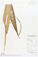 登錄號:BS04659藏品圖，第1張