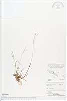 登錄號:BS04666藏品圖，第1張