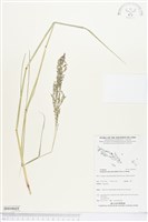 鼠婦草藏品圖，第1張