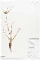 多枝扁莎藏品圖，第1張