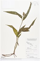 登錄號:BS04675藏品圖，第1張