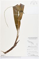 登錄號:BS04677藏品圖，第1張