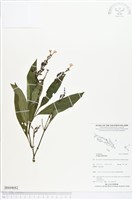 登錄號:BS04682藏品圖，第1張