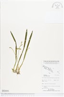 登錄號:BS04684藏品圖，第1張